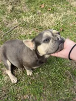 Dream, a female French Bulldog for sale in Warrenton, MO – Photo 8 of 8