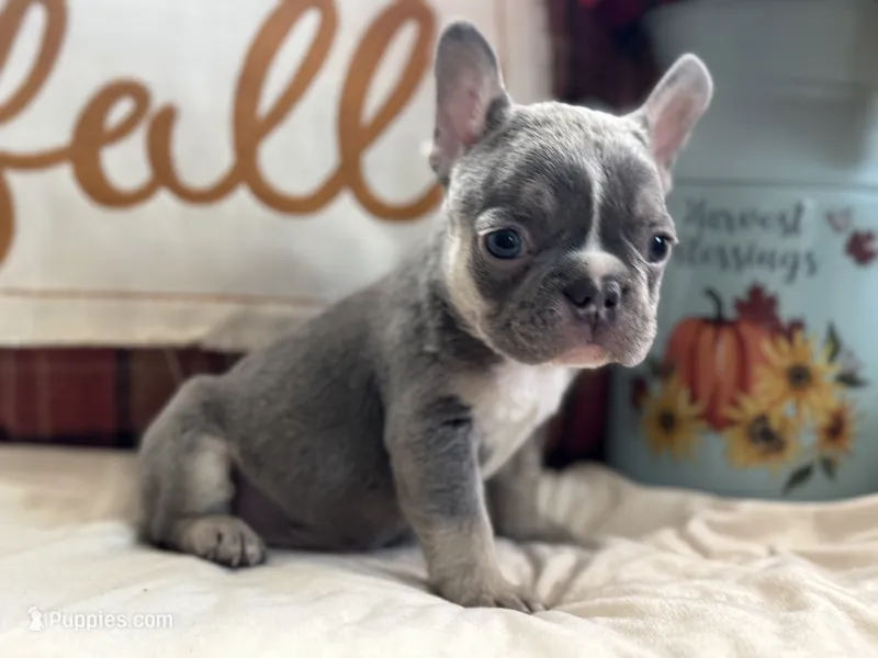 Charlie – French Bulldog puppy for sale in Warrenton, MO