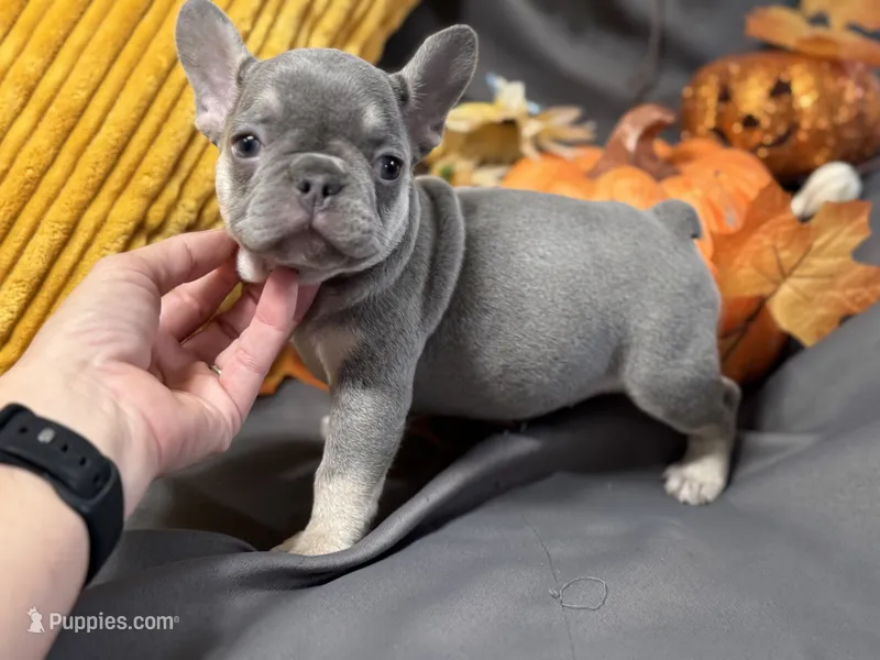 Willow – French Bulldog puppy for sale in Warrenton, MO