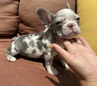 Crew, a male French Bulldog for sale in Warrenton, MO – 4 of 10