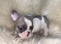 Vegas, a female French Bulldog for sale in Warrenton, MO – Photo 7 of 10