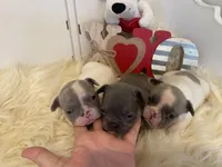 Vegas, a female French Bulldog for sale in Warrenton, MO – Photo 10 of 10