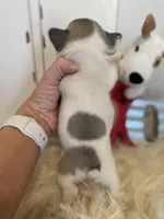 Vegas, a female French Bulldog for sale in Warrenton, MO – Photo 8 of 10