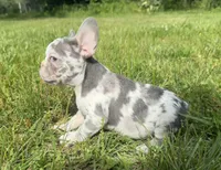 Crew, a male French Bulldog for sale in Warrenton, MO – 4 of 10
