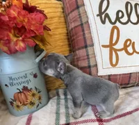 Charlie, a male French Bulldog for sale in Warrenton, MO – 5 of 9