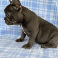 Chance, a male French Bulldog for sale in Warrenton, MO – Photo 5 of 8