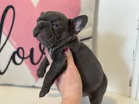 Chance, a male French Bulldog for sale in Warrenton, MO – Photo 4 of 7