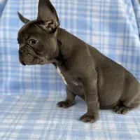 Chance, a male French Bulldog for sale in Warrenton, MO – Photo 7 of 8