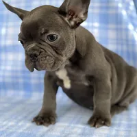 Chance, a male French Bulldog for sale in Warrenton, MO – Photo 6 of 8