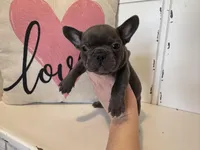 Chance, a male French Bulldog for sale in Warrenton, MO – Photo 6 of 7