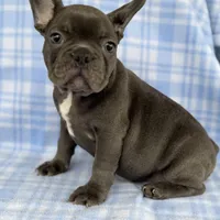 Chance, a male French Bulldog for sale in Warrenton, MO – Photo 4 of 8