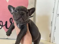 Chance, a male French Bulldog for sale in Warrenton, MO – Photo 3 of 7