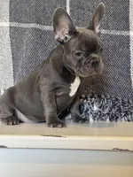 Chance, a male French Bulldog for sale in Warrenton, MO – Photo 3 of 8