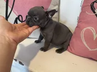 Chance, a male French Bulldog for sale in Warrenton, MO – Photo 5 of 7