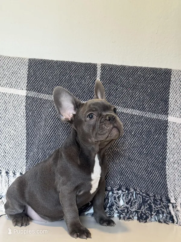 Chance – French Bulldog puppy for sale in Warrenton, MO