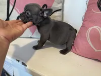 Chance, a male French Bulldog for sale in Warrenton, MO – Photo 7 of 7