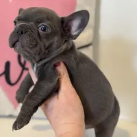 Chance, a male French Bulldog for sale in Warrenton, MO – Photo 8 of 8