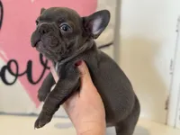 Chance, a male French Bulldog for sale in Warrenton, MO – Photo 1 of 7