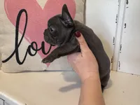 Chance, a male French Bulldog for sale in Warrenton, MO – Photo 2 of 7