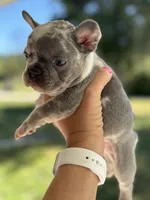 Tank, a male French Bulldog for sale in Warrenton, MO – 3 of 10