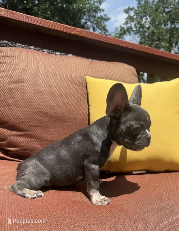 Tank – French Bulldog puppy for sale in Warrenton, MO