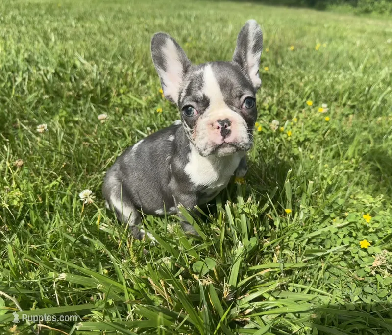 Rain – French Bulldog puppy for sale in Warrenton, MO