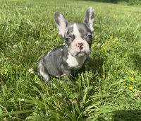 Rain, a female French Bulldog for sale in Warrenton, MO – 1 of 10