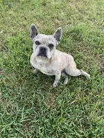 Lizzie, a female French Bulldog for sale in Warrenton, MO – Photo 1 of 3