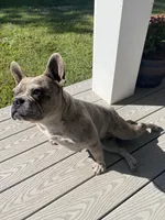 Lizzie, a female French Bulldog for sale in Warrenton, MO – Photo 3 of 3