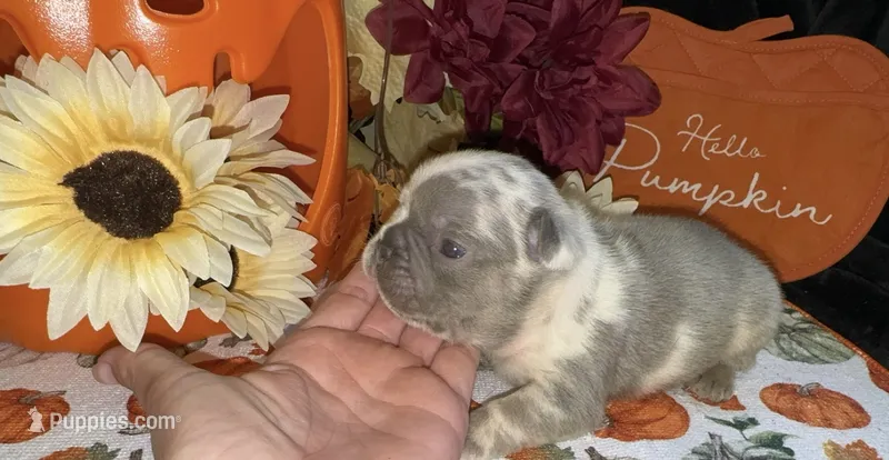 Tank – French Bulldog puppy for sale in Warrenton, MO