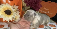 Tank, a male French Bulldog for sale in Warrenton, MO – 5 of 10