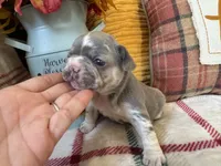 Hazel , a female French Bulldog for sale in Warrenton, MO – 2 of 7