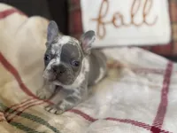 Tank, a male French Bulldog for sale in Warrenton, MO – 2 of 10