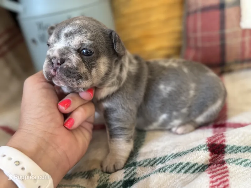 Dream – French Bulldog puppy for sale in Warrenton, MO