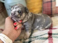 Dream, a female French Bulldog for sale in Warrenton, MO – 1 of 8