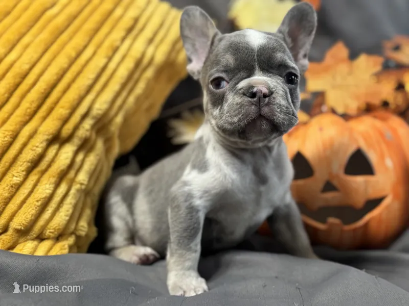 Pumpkin – French Bulldog puppy for sale in Warrenton, MO