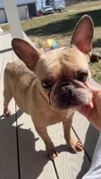 Stormi, a female French Bulldog for sale in Warrenton, MO – Photo 4 of 5
