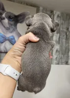 Bullet, a male French Bulldog for sale in Warrenton, MO – Photo 8 of 10
