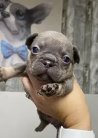 Bullet, a male French Bulldog for sale in Warrenton, MO – Photo 5 of 10