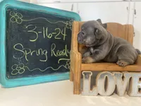 Bullet, a male French Bulldog for sale in Warrenton, MO – Photo 4 of 10