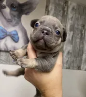 Bullet, a male French Bulldog for sale in Warrenton, MO – Photo 7 of 10