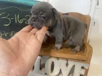 Bullet, a male French Bulldog for sale in Warrenton, MO – Photo 2 of 10