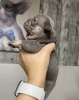 Bullet, a male French Bulldog for sale in Warrenton, MO – Photo 10 of 10