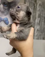 Bullet, a male French Bulldog for sale in Warrenton, MO – Photo 6 of 10