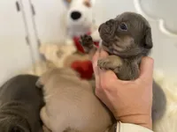 Bullet, a male French Bulldog for sale in Warrenton, MO – Photo 9 of 10