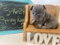 Bullet, a male French Bulldog for sale in Warrenton, MO – Photo 1 of 10