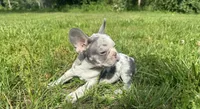 Crew, a male French Bulldog for sale in Warrenton, MO – 2 of 10