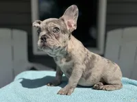 Soldier, a male French Bulldog for sale in Warrenton, MO – Photo 1 of 9