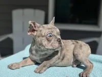 Soldier, a male French Bulldog for sale in Warrenton, MO – Photo 7 of 9