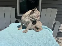 Soldier, a male French Bulldog for sale in Warrenton, MO – Photo 4 of 9